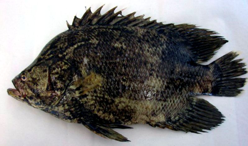 Lobotes surinamensis_03